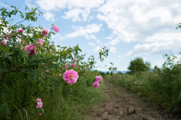 تصویر 3 از گل محمدی خالص مناسب برای تولید اسانس خانگی طبیعی